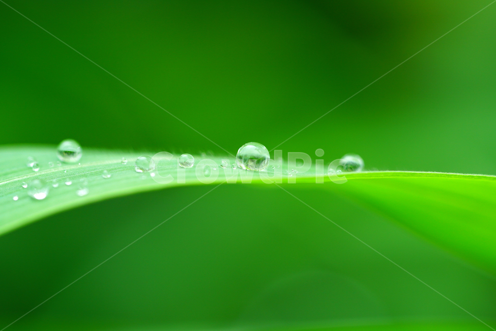 자연,nature,물방울,이슬,아침,아침이슬,풀,풀잎,식물,plants,raindrop,dropofwater,waterdroplet,steam,closeup,클로즈업,macro,메크로,마크로,접사,풍경,landscape,감성사진,감성,식물,자연,plants,nature