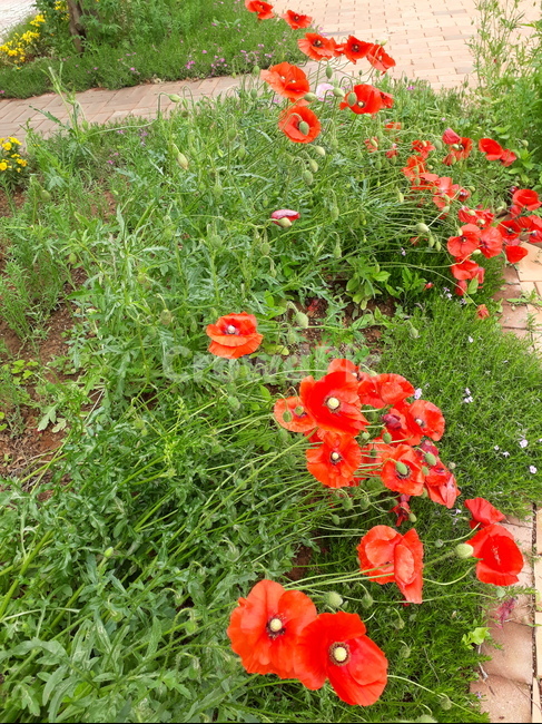 식물,화분,꽃,vase,plant,flower