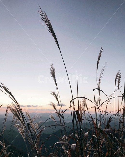 가을,노을,산,갈대,풍경,오도산,합천오도산,가을,계절,fall,autumn,season,식물,자연,plants,nature,grass,잔디,plant,lawn,reed