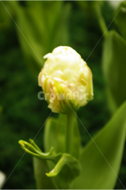 튜울립,식물,flower,plants,nature,꽃,꽃봉오리,식물,자연,plants,nature,꽃,flower