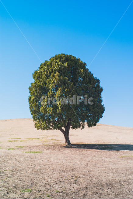 Olympic Park,Alone tree,nature,tree,sight