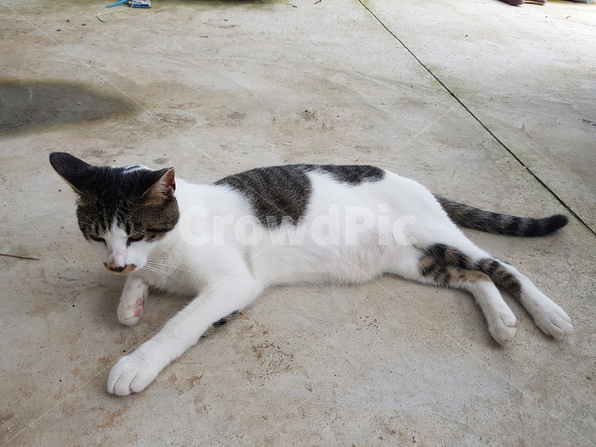 고양이,cat,애완동물,동물,pet,포유류,animal,동물,animal,포유류,mammal,고양이,cat,kitten,kitty