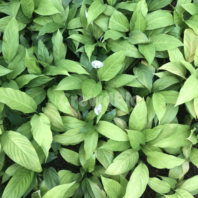 plant,식물,leaf,잎,나무,나뭇잎,green,tree,식물,자연,plants,nature