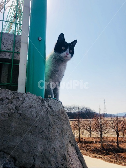 고양이,아기고양이,새끼고양이,귀여운고양이,아가고양이,애기고양이,작은고양이,고양이들,아장아장,귀여움,동물,animal,포유류,mammal,고양이,cat,kitten,kitty