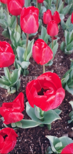plant,식물,꽃,봄,정원