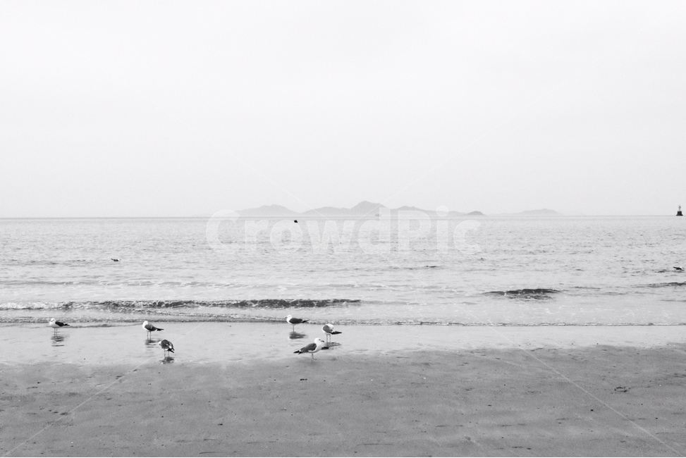 갈매기,해수욕장,바다,흑백,흑백사진,자연,풍경,nature,landscape,흑백,모노톤,monochrome,black and white,sea,outdoors,옥외,ocean,대양,water,물,shoreline,해안선,animal,동물,bird,새