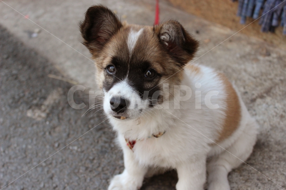 강아지,애완견,멍멍이,귀여워,얼룩무늬,동물,animal,포유류,mammal,개,강아지,dog,doggy