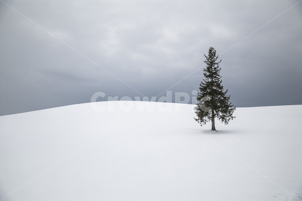 일본,나홀로나무,크리스마스트리,감성,겨울,눈,설백,고독,운치,전경,겨울,계절,winter,season,자연,풍경,nature,landscape,나무,trees,wood,tree,plant,식물,fir,전나무