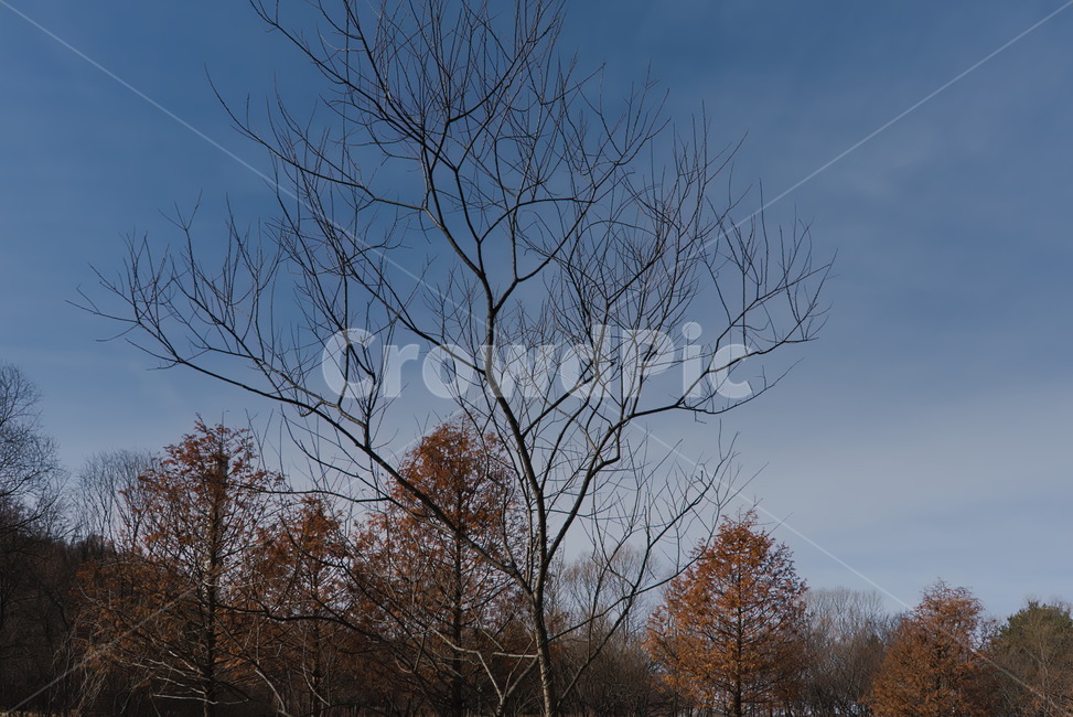 겨울,낙엽,추위,계절,나무,하늘,자연,winter,park,season,cold,감성,trees,woods,branch,leafless,자연,풍경,nature,landscape,식물,plants,나무,trees,wood,tree,plant