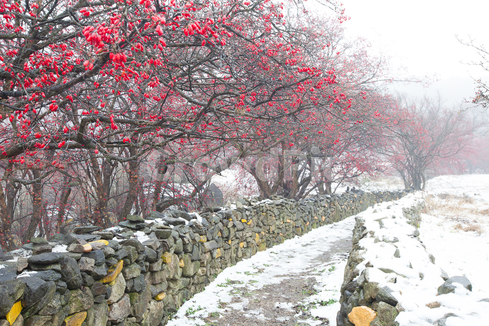 산수유,산수유열매,산수유꽃,산수유마을,겨울,눈,농촌,농장,이천,재배,경작,농로,꽃,전원,식물,산수유나무,농가,시골마을,시골,cornusfruit,farm,ruralarea,농업,agriculture,countryside,village,coinusblossom,겨울,계절,winter,season,자연,풍경,nature,landscape,plant