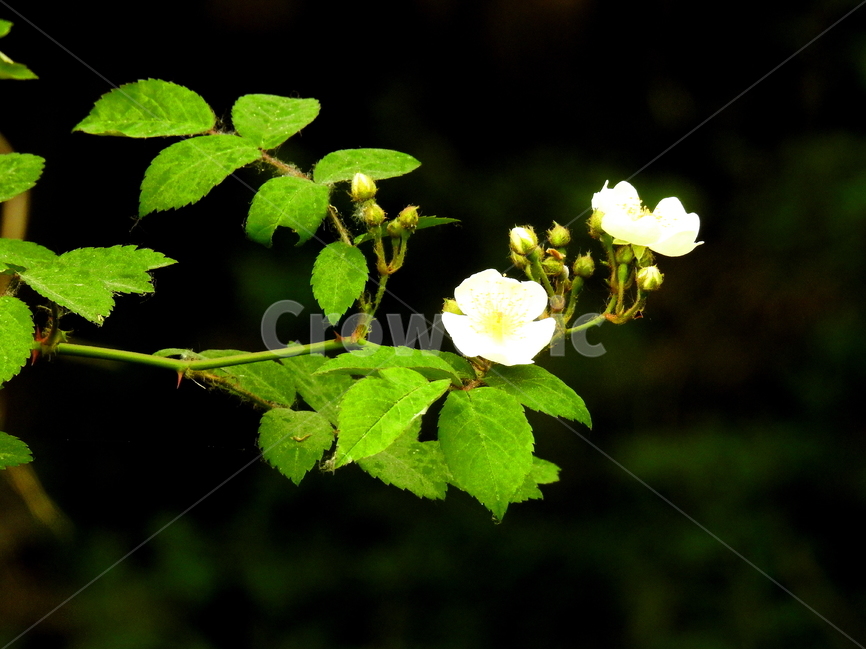식물,꽃,봄,계절,풍경,식물,자연,plants,nature,꽃,flower
