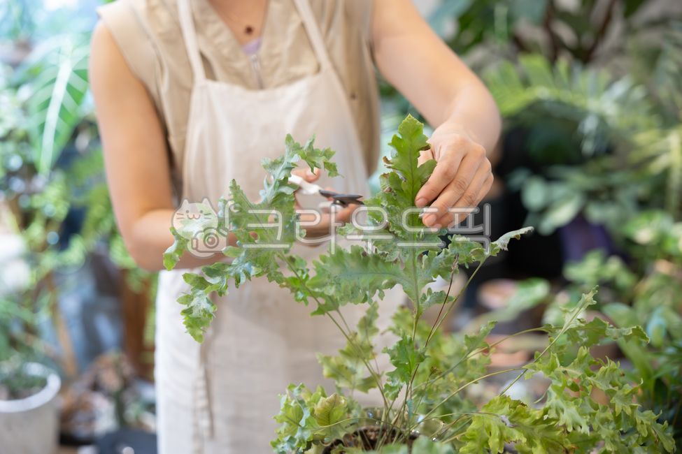 소상공인,플로리스트,비즈니스,상인,상점,홈가드닝,화분,꽃집,식물,플랜테리어,원예,실내,직업,작업,점주,직업인,한국인,꽃꽃이,소매업,주인,손질,관리,운영,얼굴,여자,앞치마,젊은여자,원데이클래스,동양인,플라워