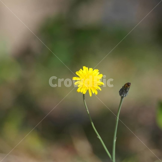 민들래,꽃,죽음,생,사,식물,자연,plants,nature,꽃,flower