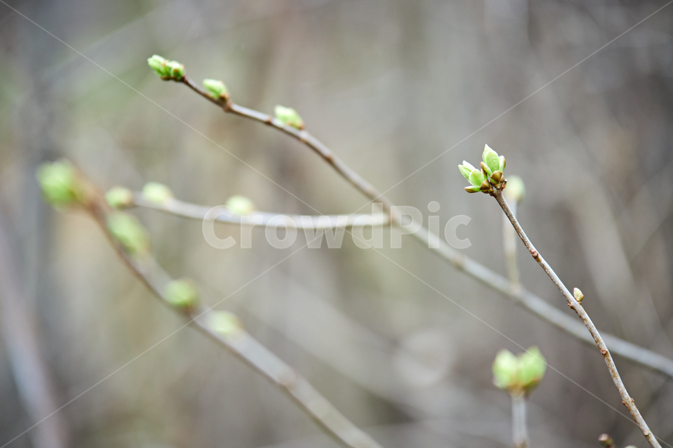 sprout,새싹,bud,싹,plant,식물,새순,나무,나뭇가지,봄,연두색,이른봄,spring,감성사진,감성샷,초봄,봄나무,봄,계절,spring,season