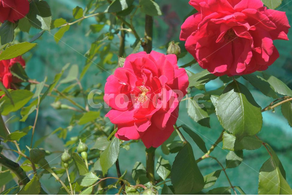 장미,여름,자연,꽃,로즈,색감,green,rose