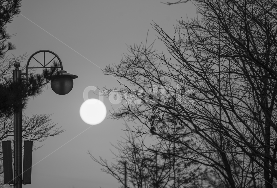 태양,해,가로등,나무,아침,자연,풍경,nature,landscape,흑백,모노톤,monochrome,black and white,outdoors,옥외