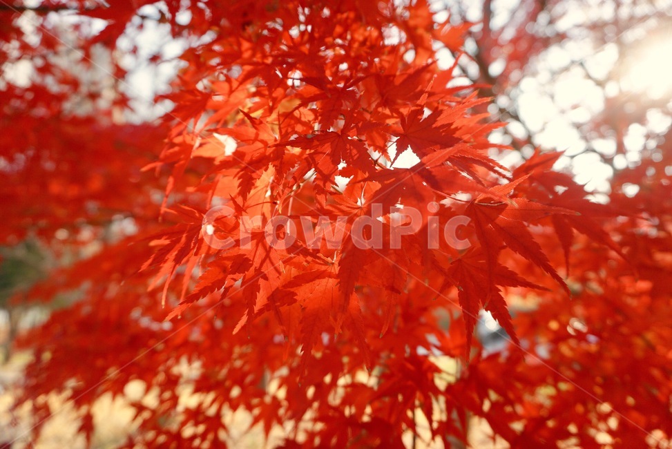 단풍,낙엽,나뭇잎,잎,가을,산책,세월,11월,가을,계절,fall,autumn,season,식물,자연,plants,nature,leaf,plant,tree,나무,maple