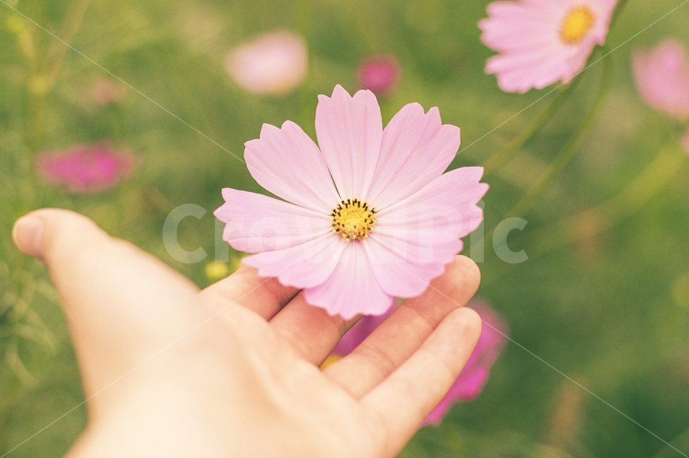 감성,스냅,코스모스,아련,가을,감성사진,스냅사진,가을사진,꽃,펜탁스,가을,계절,fall,autumn,season,식물,자연,plants,nature,꽃,flower,사람,인물,인간,human,person,신체일부,몸,body,감성,sensible,feeling,plant,daisies,데이지,blossom,daisy