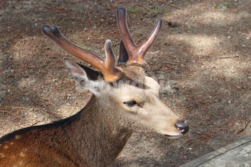 사슴,deer,야생동물,동물,animal,동물,animal,포유류,mammal