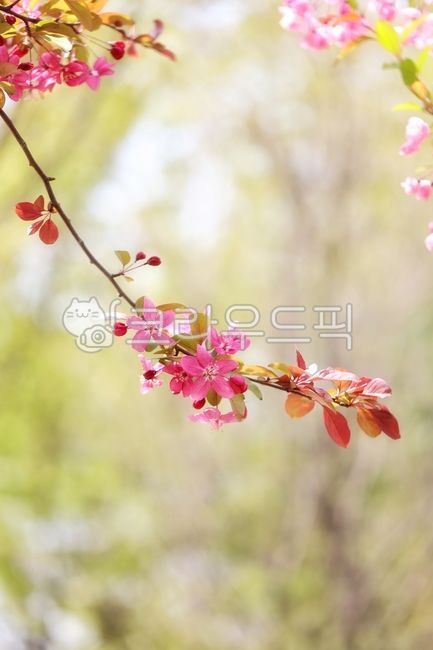 spring,spring flowers,appletree,crabapple,flower apple,apple tree,flower