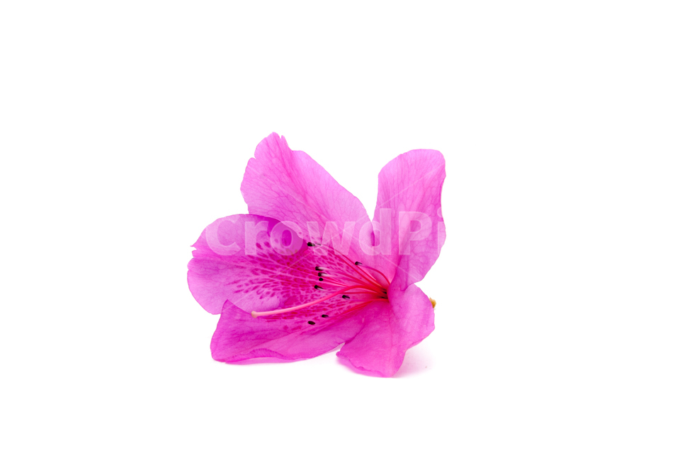산철쭉,철쭉,누끼,배경,봄,꽃,생화,식물,조경,핑크,분홍,spring,season,flowe,자연,향기,아름다운,화사한,봄꽃,꽃잎,스튜디오,봄,계절,spring,season,식물,자연,plants,nature,꽃,flower,누끼,remove background,geranium,제라늄,blossom,plant,petal,anther,꽃밥