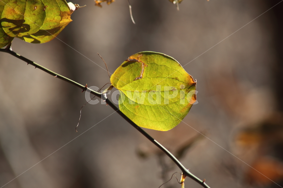 단풍,잎,식물,가을,redleaves,식물,자연,plants,nature