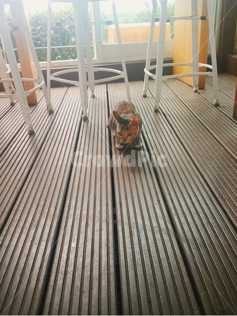 고양이,귀여운,새끼고양이,야옹이,조그만,cat,kitty,rain,cafe