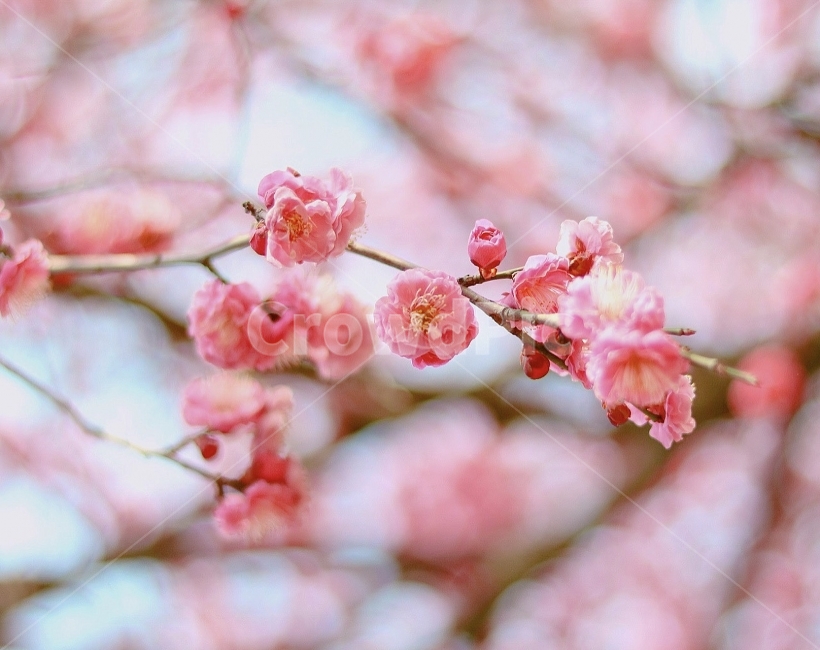 매화,꽃,봄,spring,flower,날씨,자연,풍경,감성사진,감성,nature,봄,계절,spring,season,식물,자연,plants,nature,꽃,flower,감성,sensible,feeling,색깔,색상,색채,색감,color sense,color sensitivity,feeling of color,plant,blossom