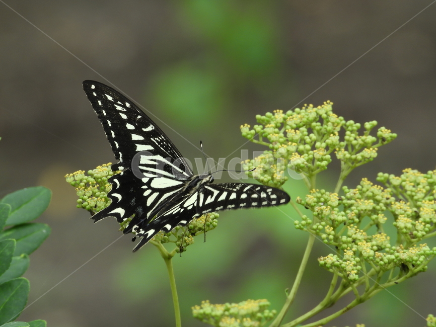 나비,자연,곤충,풀잎,녹색,동물,animal,곤충,벌레,insect,bug