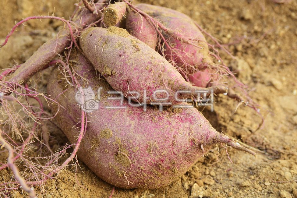 sweet potato,Sweet Potato,root fruit,wellbeing,Food Ingredients,field farming,sweet potato field,cooking ingredients,health food,plant,foodreserves,animated,sweet potato root,large sweet potato,Sweet potato cultivation,snack,Delicious soup,soil,crops,vege