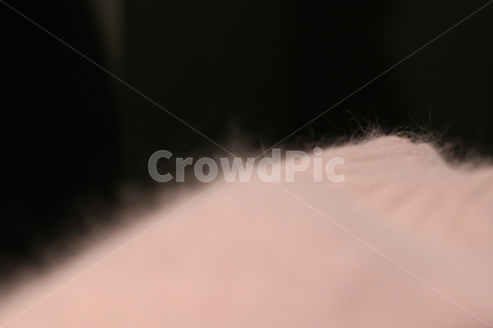 앙고라,털,겨울,니트,분홍,보송,따뜻,pink,kint,질감,texture,직물,텍스처,질감,패턴,texture,pattern