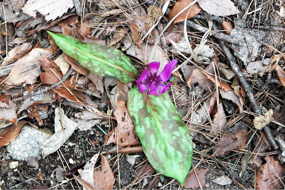 얼레지,야생화,식물,봄,꽃,자연,plant,nature,spring,flower,bloom,beautiful,꽃,flower