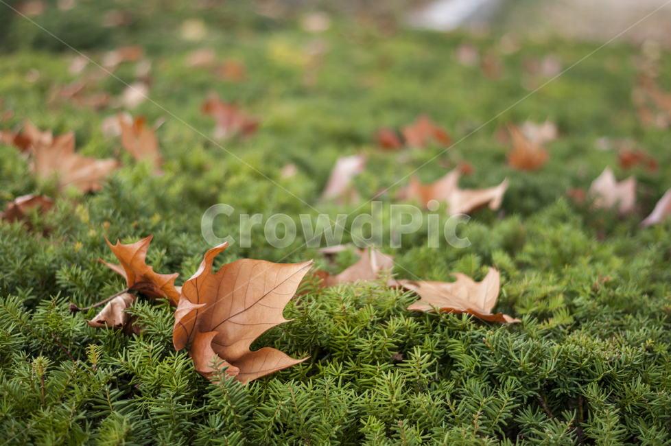 가을,낙엽,식물,계절,autumn,나무,가을,계절,fall,autumn,season,leaf,잎,plant,tree,moss,이끼