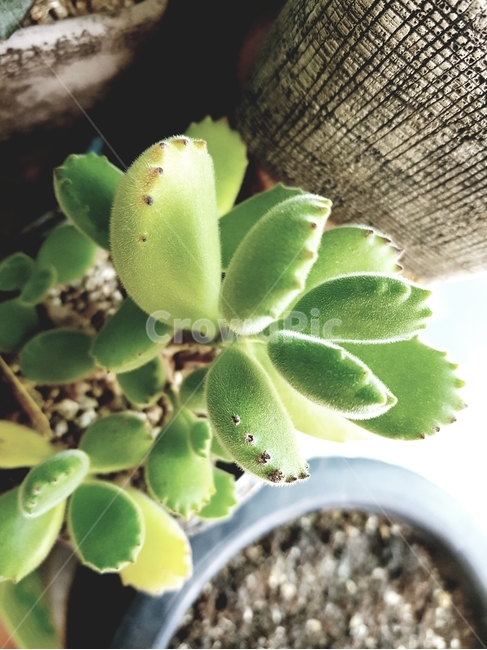 선인장,사막,오아시스,핫,식물,녹색