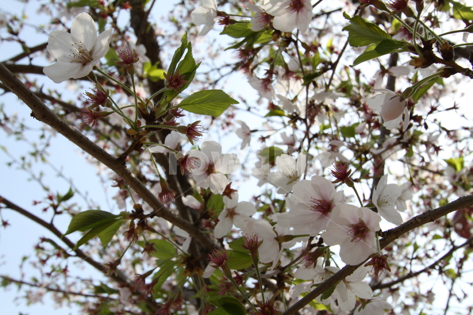 벚꽃,봄,꽃,나무,나뭇잎,봄,계절,spring,season,식물,자연,plants,nature,꽃,flower,plant,blossom