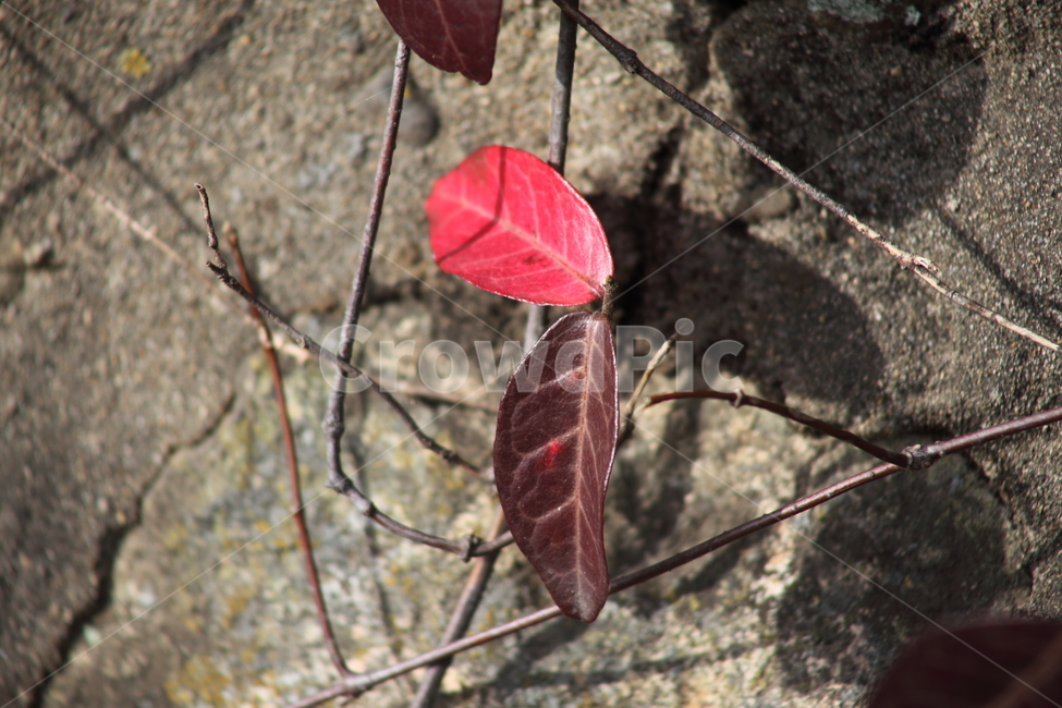 단풍,잎,마삭줄,redleaves,plant,Trachelospermum,가을,계절,fall,autumn,season,식물,자연,plants,nature,veins,정맥,leaf