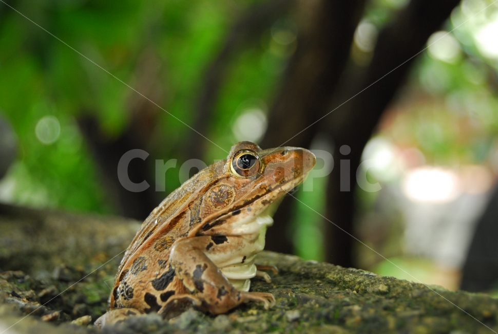개구리,양서류,담장위에,개굴개굴,참개구리,동물,animal,파충류,양서류,reptile,amphibian