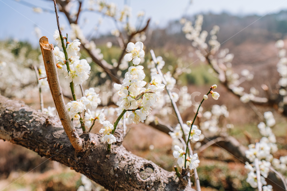 매화,홍매화,꽃,봄,계절,봄꽃,매화나무,자연,풍경,봄,계절,spring,season,식물,자연,plants,nature,꽃,flower,plant,blossom
