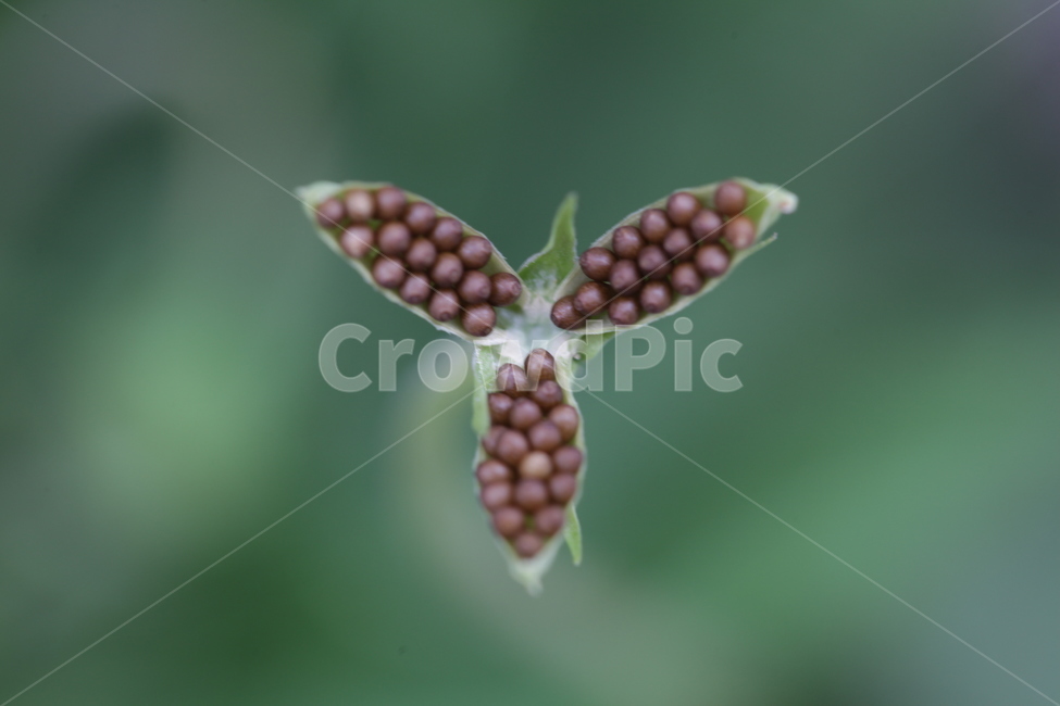 야생화,종족번식,씨앗,정교함,들꽂,식물,자연,plants,nature