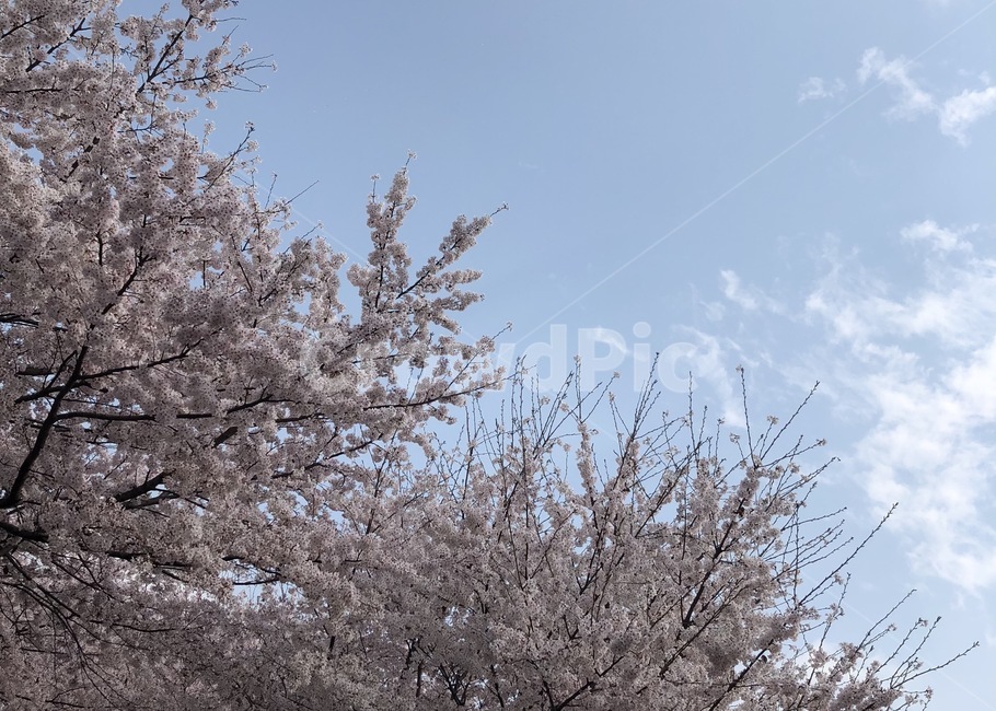 벚꽃,나무,tree,하늘,구름,분홍색,봄,계절,spring,season,plant,식물,blossom,꽃,flower
