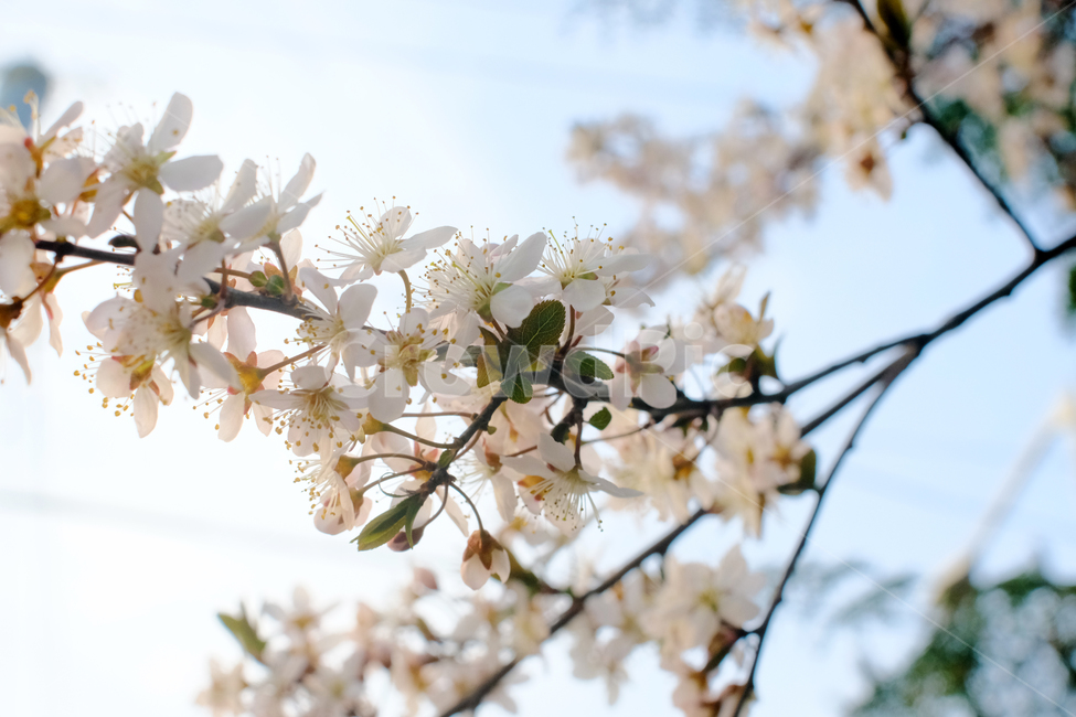 봄,봄꽃,꽃,가로수,꽃잎,흰색,연두색,나뭇가지,봄,계절,spring,season,식물,자연,plants,nature,꽃,flower,plant,blossom