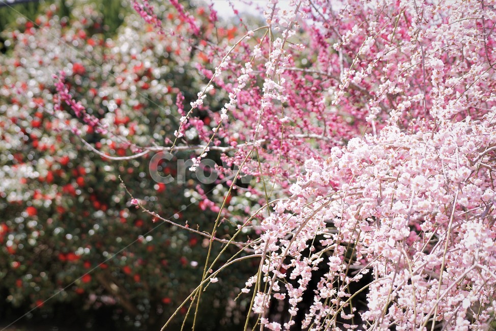봄,꽃,매화꽃,자연,식물,나무,핑크,따뜻함,동백꽃,계절,nature,spring,season,tree,pink,flower,봄,계절,spring,season,꽃,flower,plant,blossom,cherry blossom,벚꽃