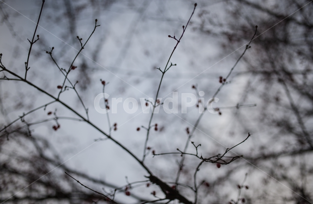 겨울,산수유,보리수,나무,풍경,겨울,계절,winter,season,식물,자연,plants,nature