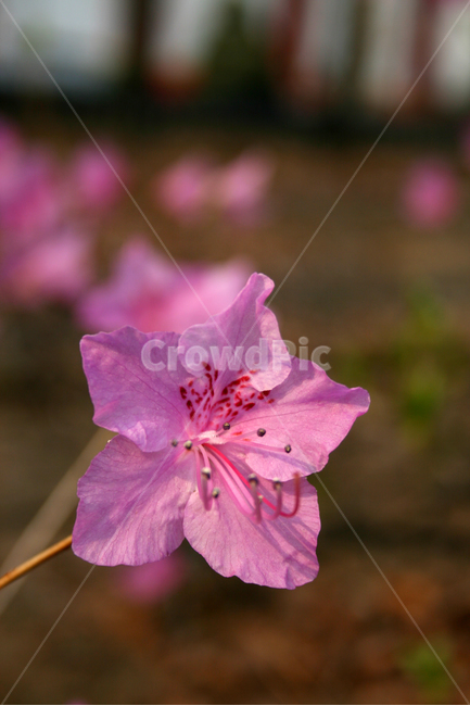 철쭉,봄,봄날,감성,spring,flower,풍경,식물,꽃,분홍색,봄,계절,spring,season,식물,자연,plants,nature,꽃,flower,blossom,geranium,제라늄,plant