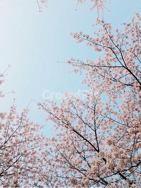 벚꽃,봄,하늘,꽃구경,햇살