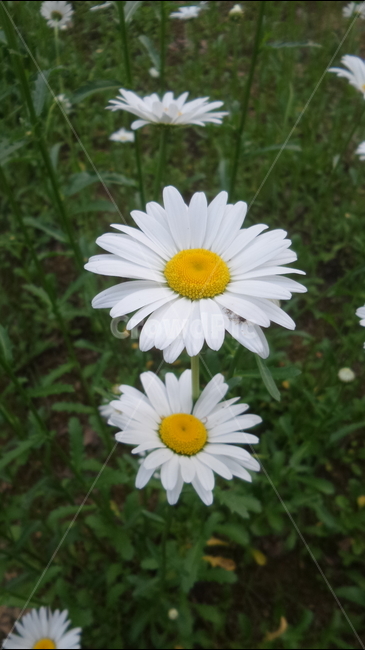 샤스타데이지,국화과,초롱꽃목,흰색꽃,관상용,레우칸테뭄속,식물,자연,plants,nature,꽃,flower