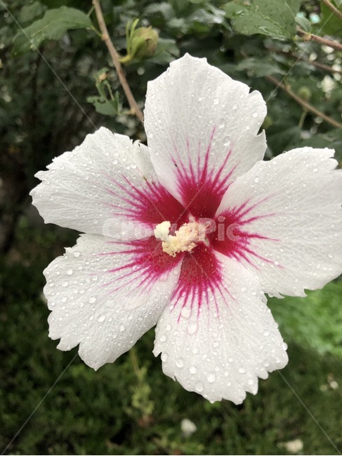 꽃,식물,자연,노랑,초록,flower,hana,plants,shokubutsu,nature,yellow,kiiro,green,midori,무궁화,mugunghwa,흰색,빨강,white,shiro,red,aka,비,물,rain,ame,water,mizu,분홍,pink,pinku,식물,자연,plants,nature,꽃,flower