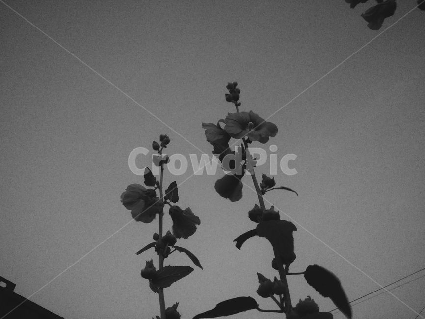 흑백,모노,monochrome,감성,쓸쓸함,lonly,분위기,우울,접시꽃,꽃,hollyhock,식물,plant