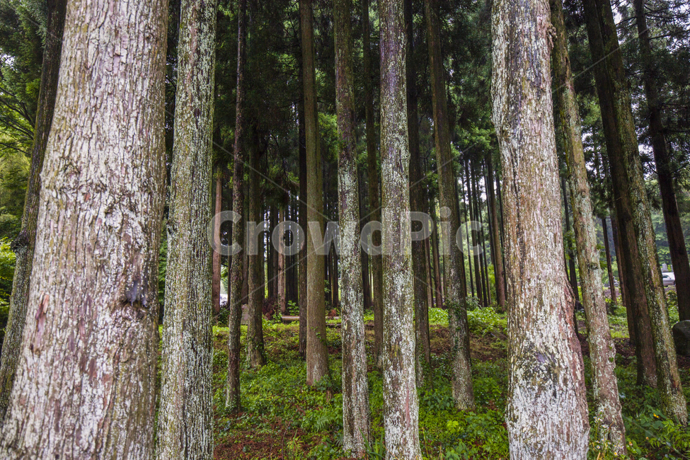 숲,나무,녹색,자연,forest,풍경,landscape,nature,그린
