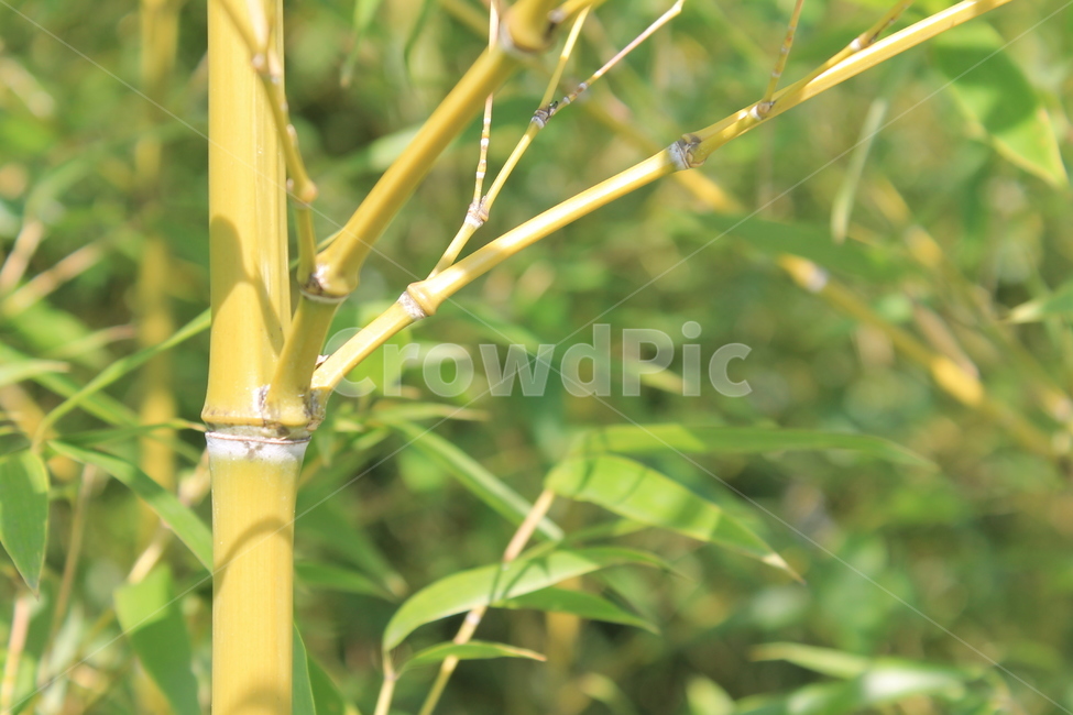 대나무,bamboo,식물,잎,leaf,녹색,green,ant,개미,죽은개미,식물,자연,plants,nature,나무,trees,wood